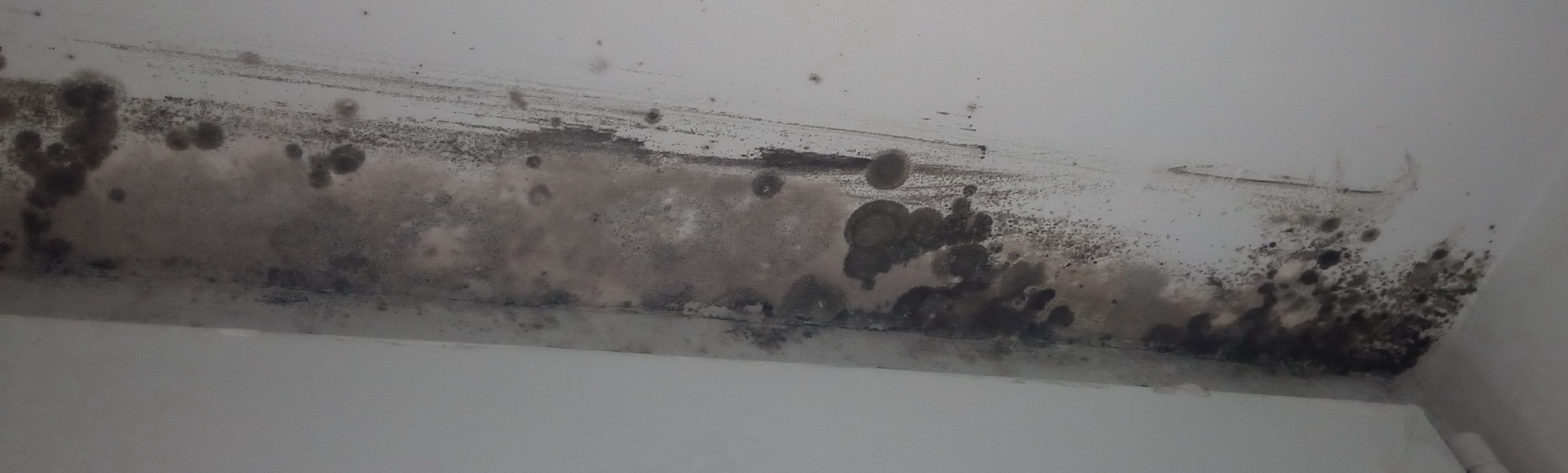 Indoor Mold