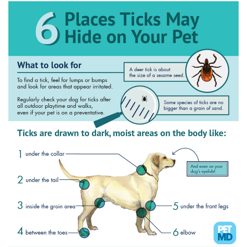 Ticks on dogs KCHD link in bio