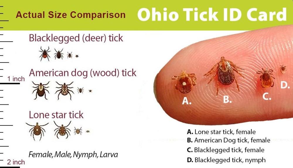 Tick ID