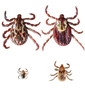 American Dog Tick