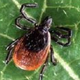 Black Legged Deer Tick